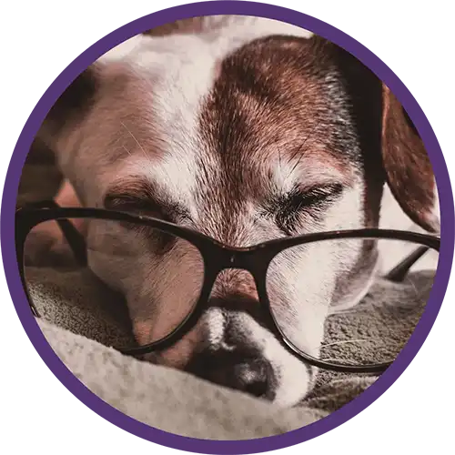 White and brown dog wearing eyeglasses