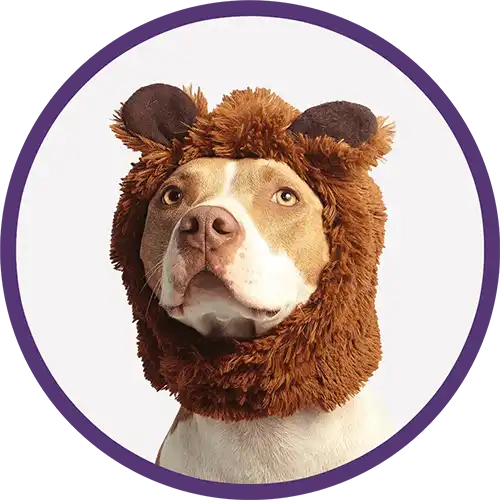 Light brown dog wearing a bear hat