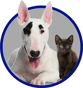 White dog and black kitten looking at camera.