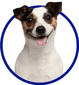 Jack Russell dog smiling at camera.
