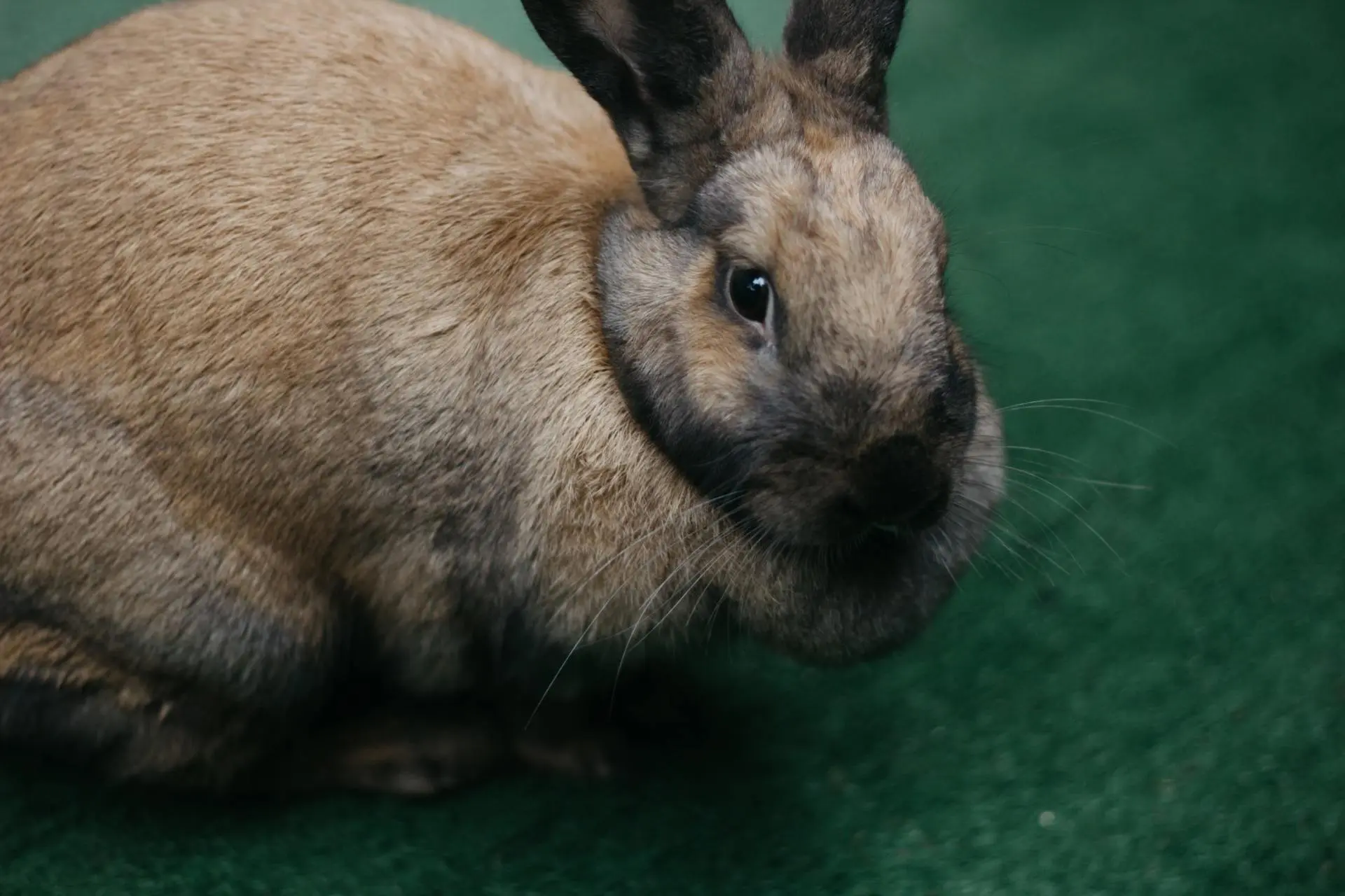 17 Ways To Know If Your Rabbit Is Sick