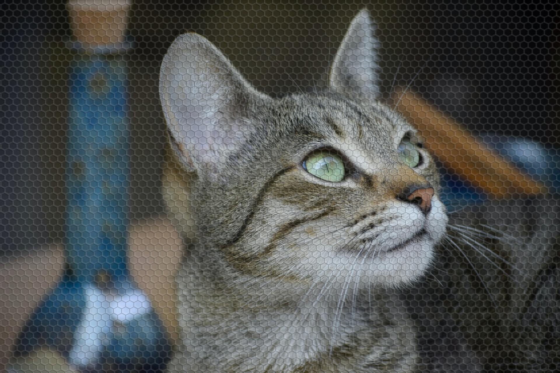 And Meow, A Word From Your Cat: Guide for Cat Owners [2025]