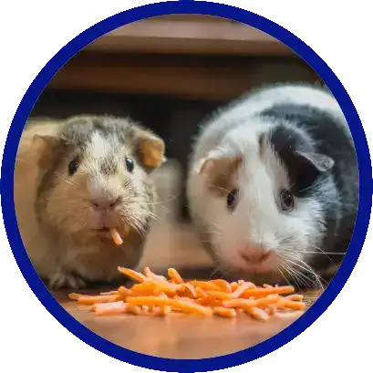 Two guinea pigs eating cheese