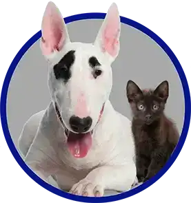 White dog and black cat looking at camera.