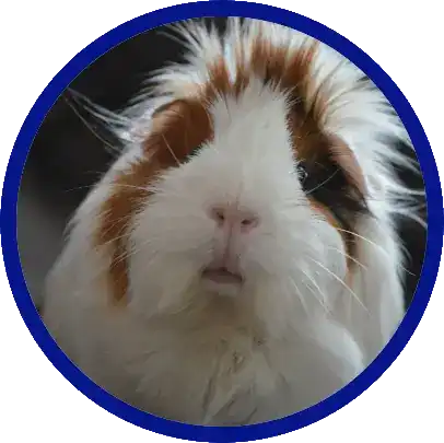 Brown and white guinea pig.