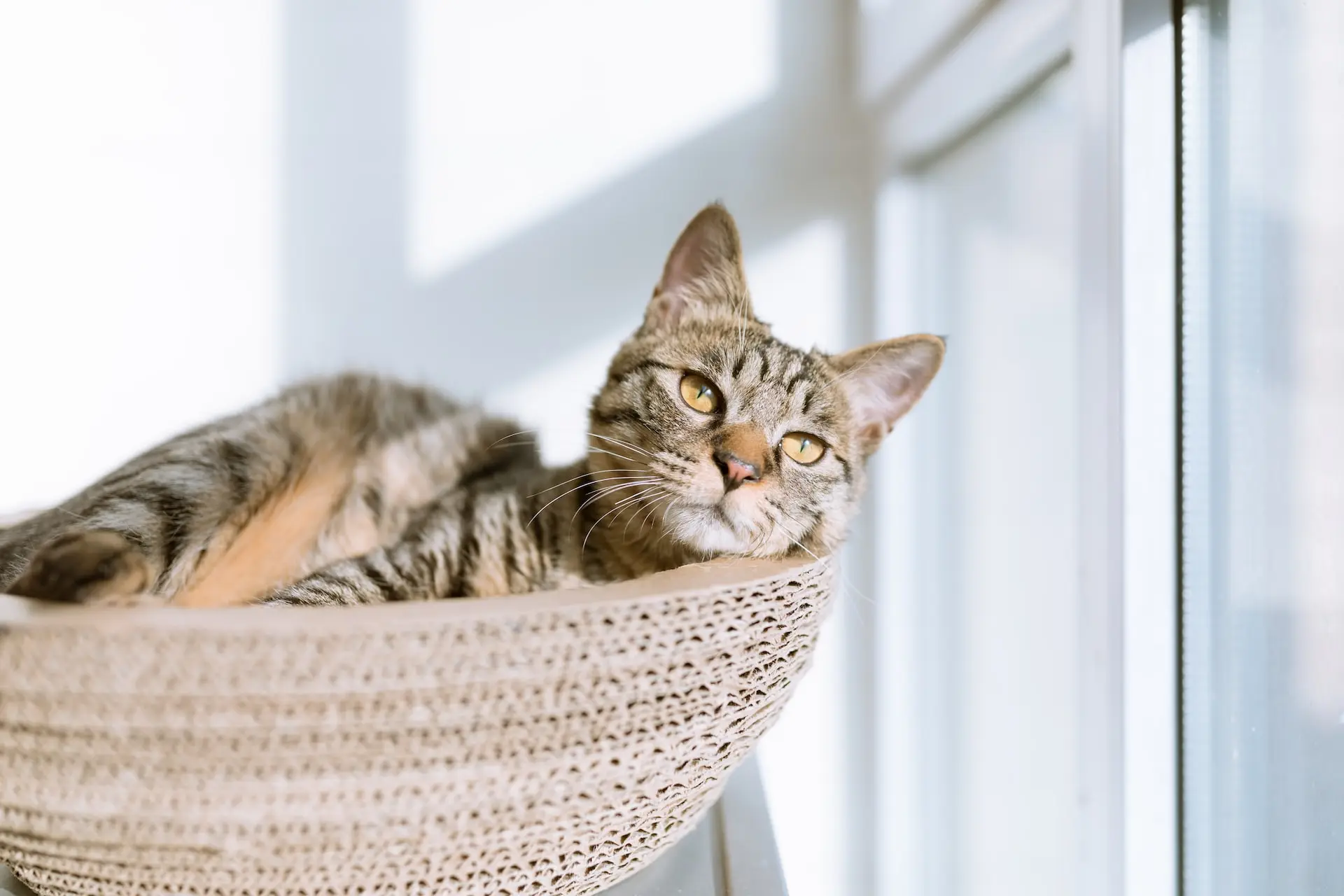 Keeping Your Feline Pal Comfortable In The Heat