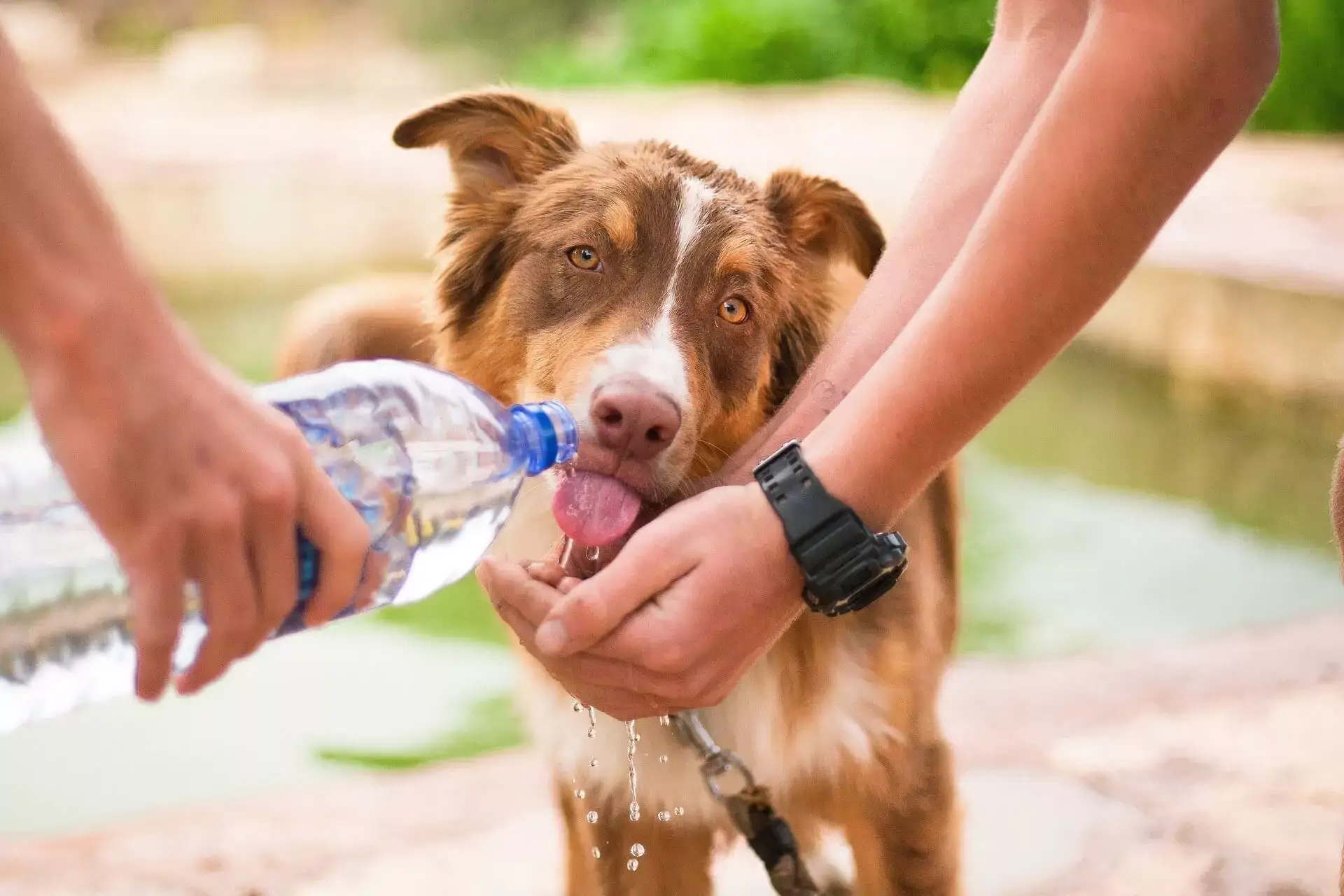 Keeping Your Canine Pal Safe In Summer