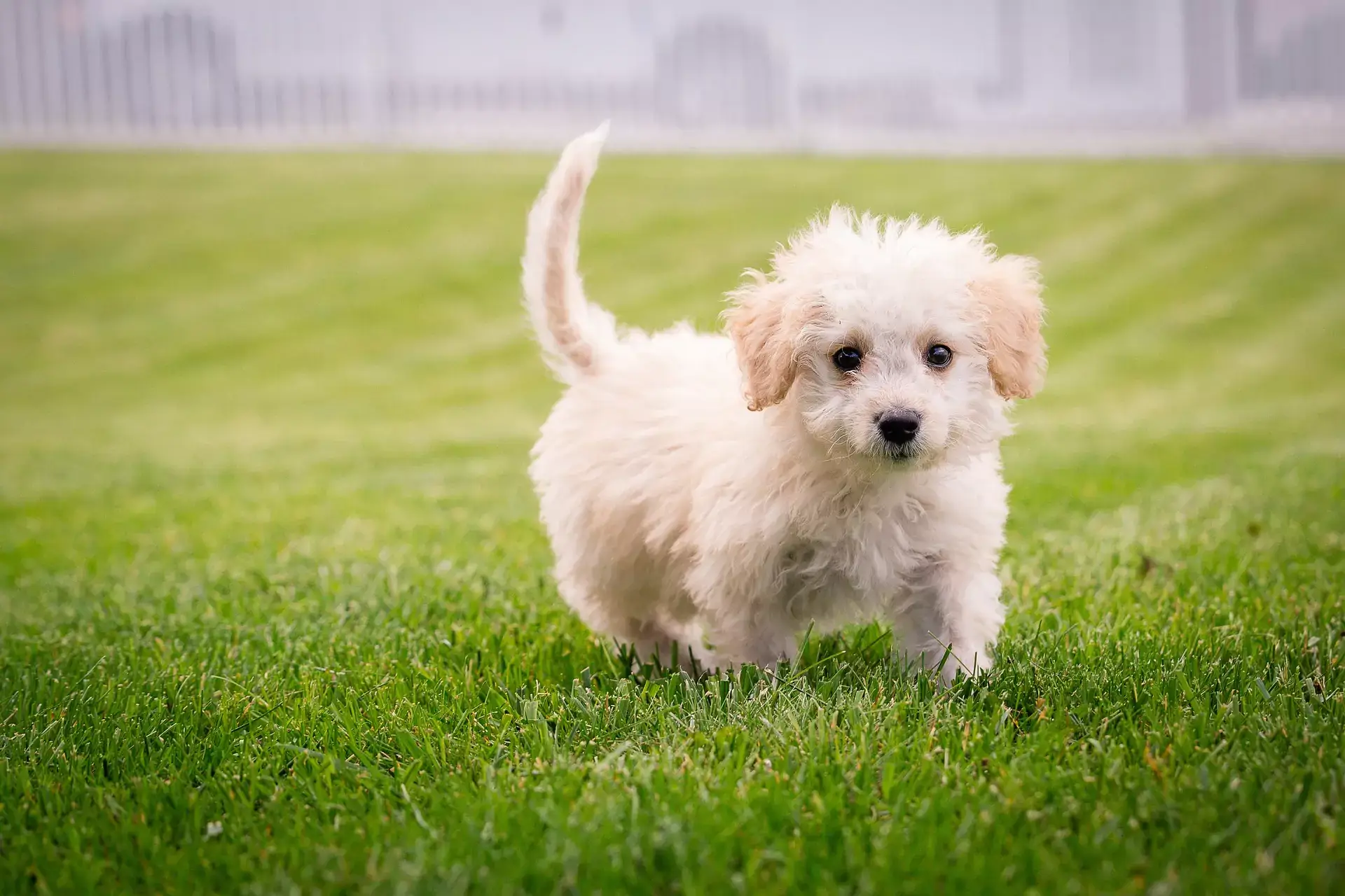 Housebreaking Your Puppy