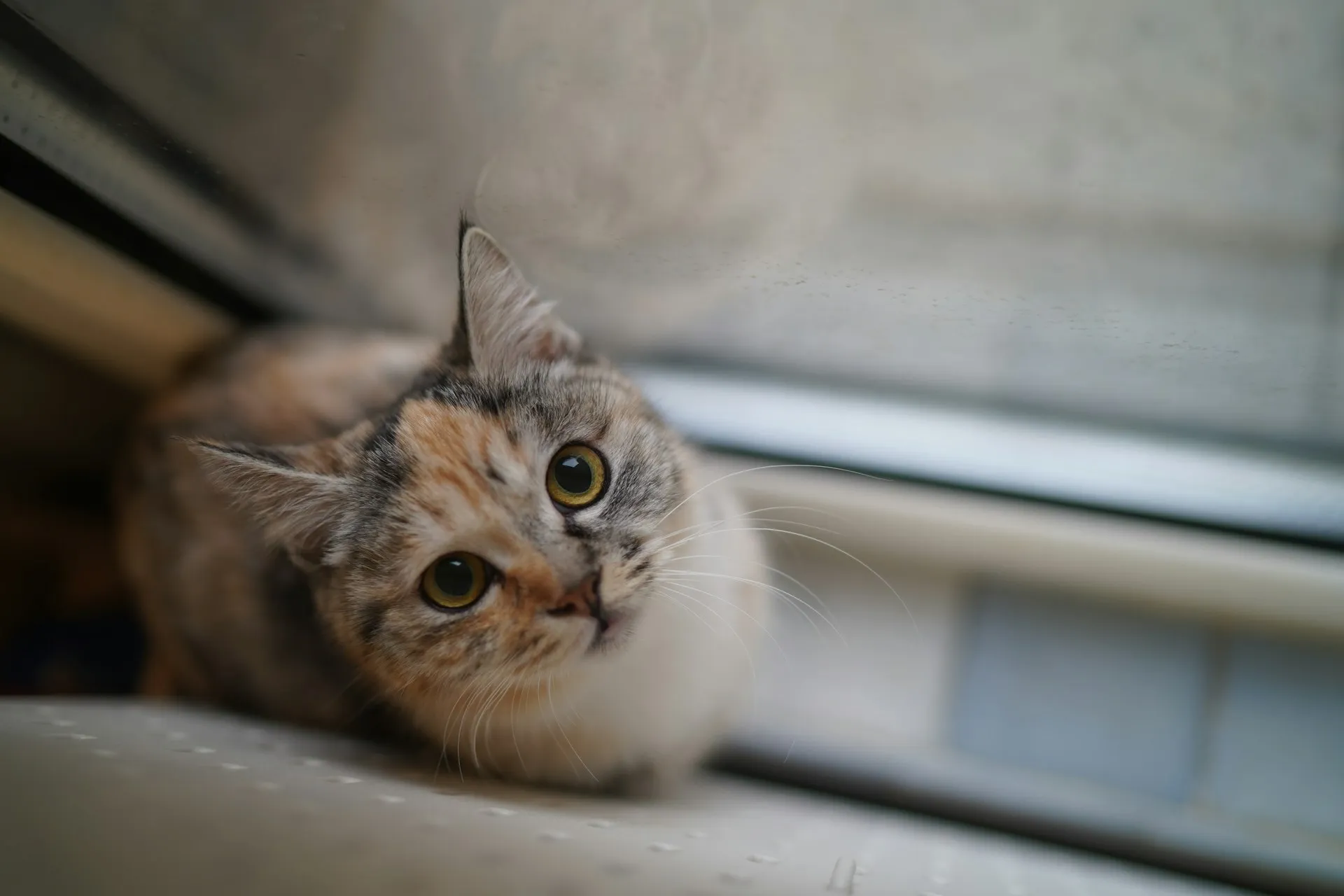 A calico cat its crouching on a white surface near a window.