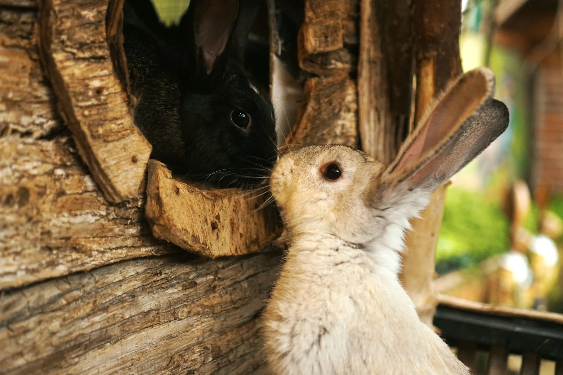 A black rabbit peeks out from a wooden hutch with another rabbit standing outside.