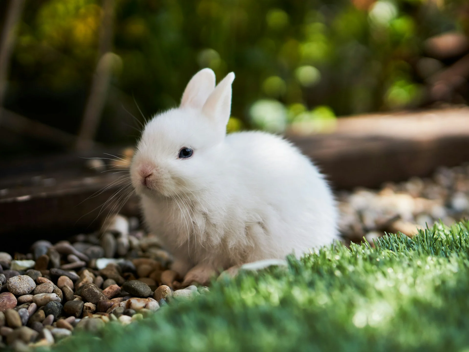 A white bunny sits on a bed of smooth pebbles next to a patch of green grass.