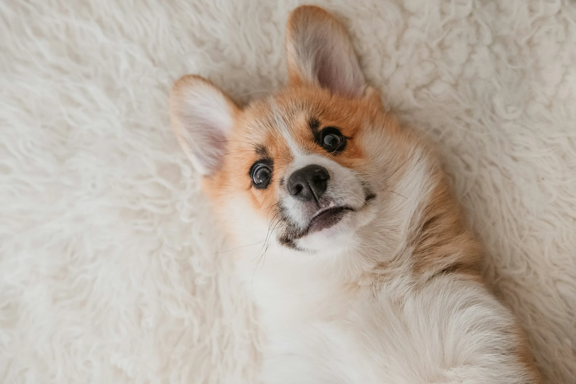 A Pembroke Welsh Corgi puppy lies on its back on a fluffy white rug.