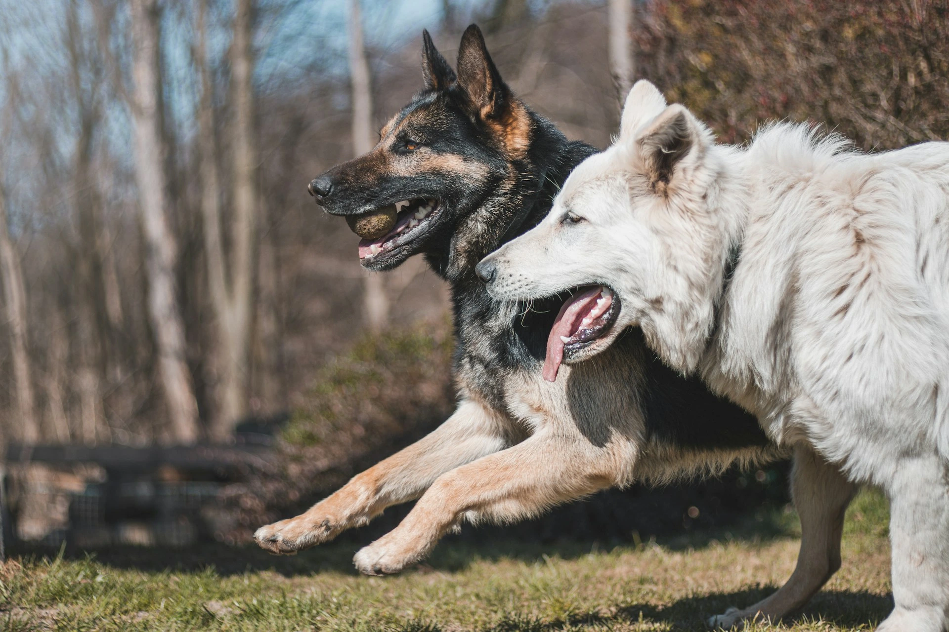 Two large dogs run side-by-side through a grassy field.