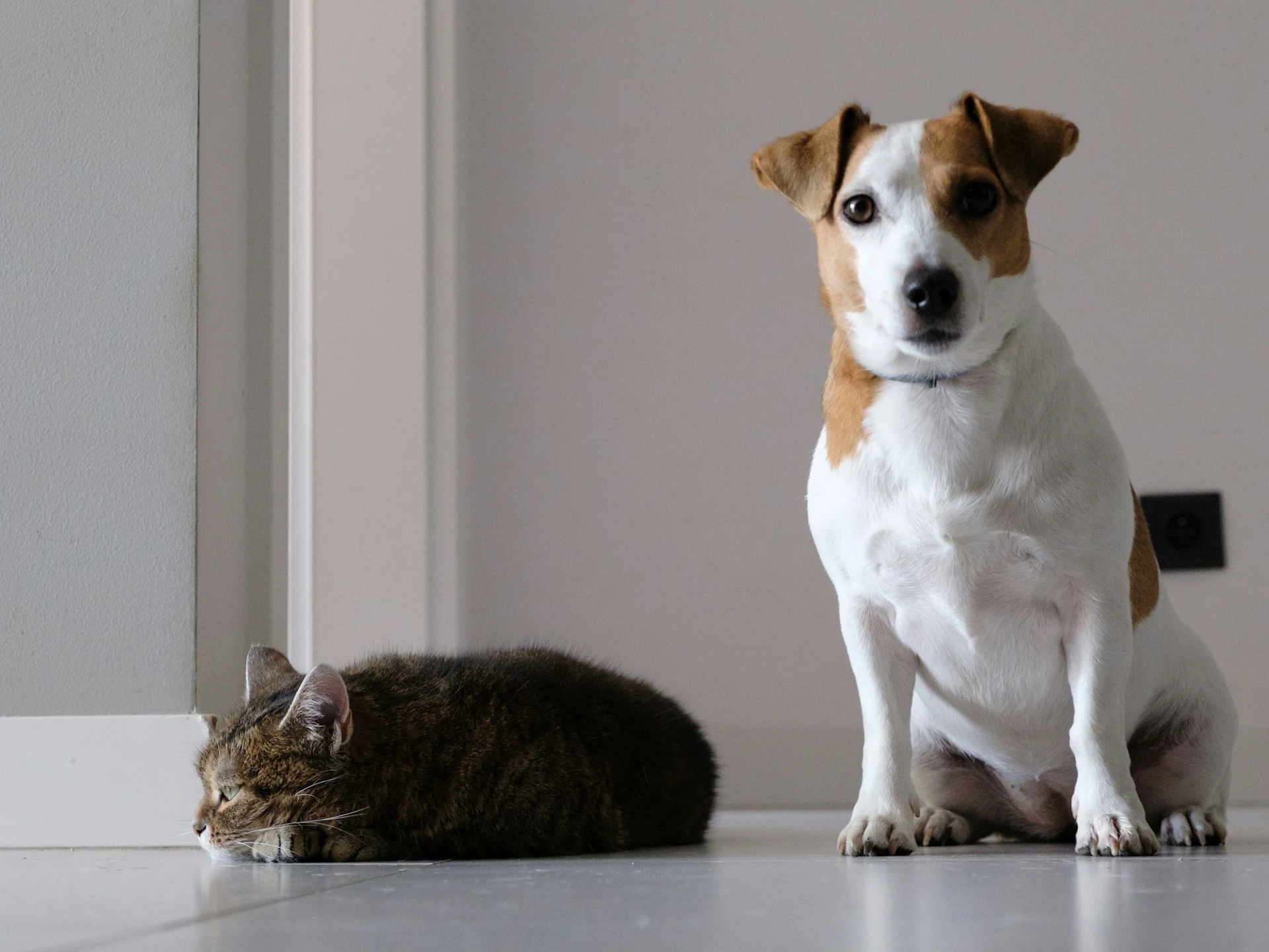 A Jack Russell Terrier sits while a tabby cat nakes a nap on the floor.