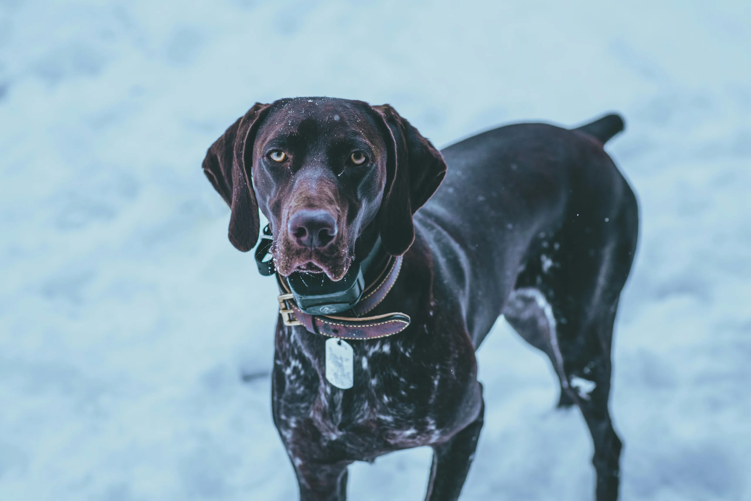 A German Shorthaired Pointer stands in the snow.