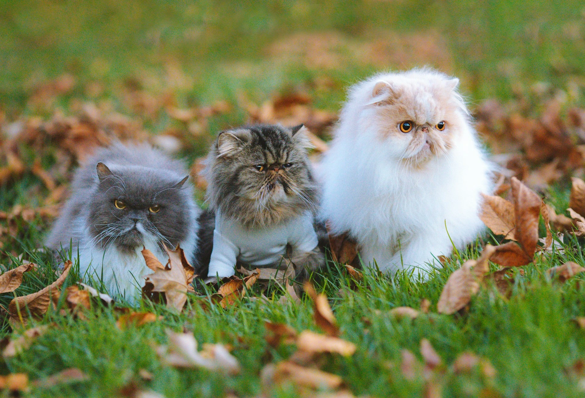 Three long-haired Persian cats sit together on a grassy lawn scattered with autumn leaves.