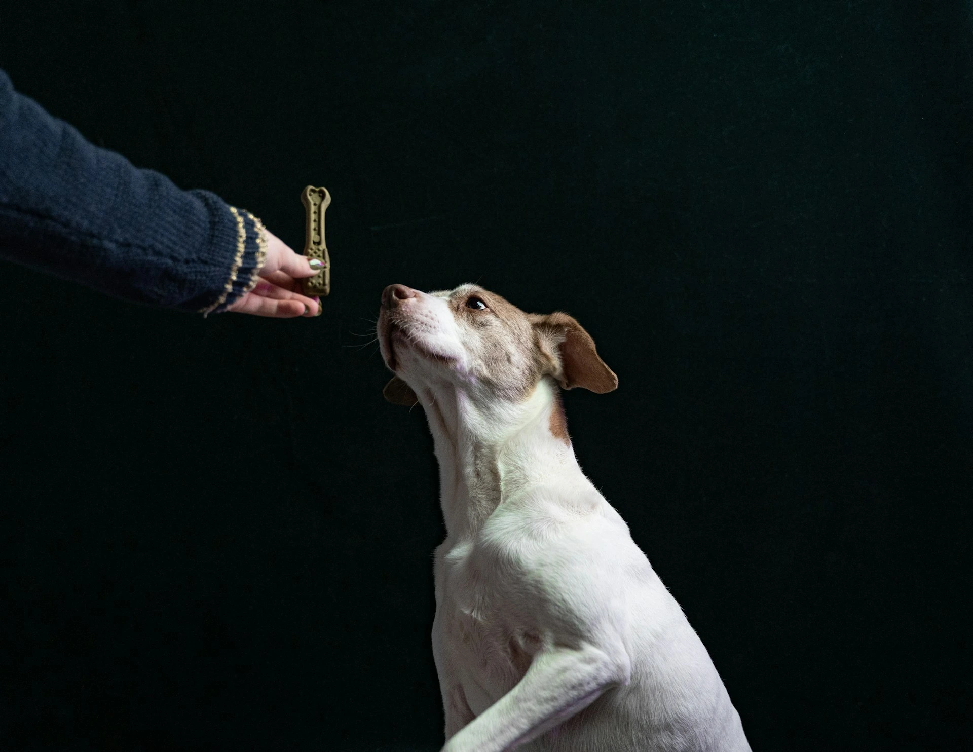 A dog sits against a dark background, looking up at a bone-shaped treat held by a person.