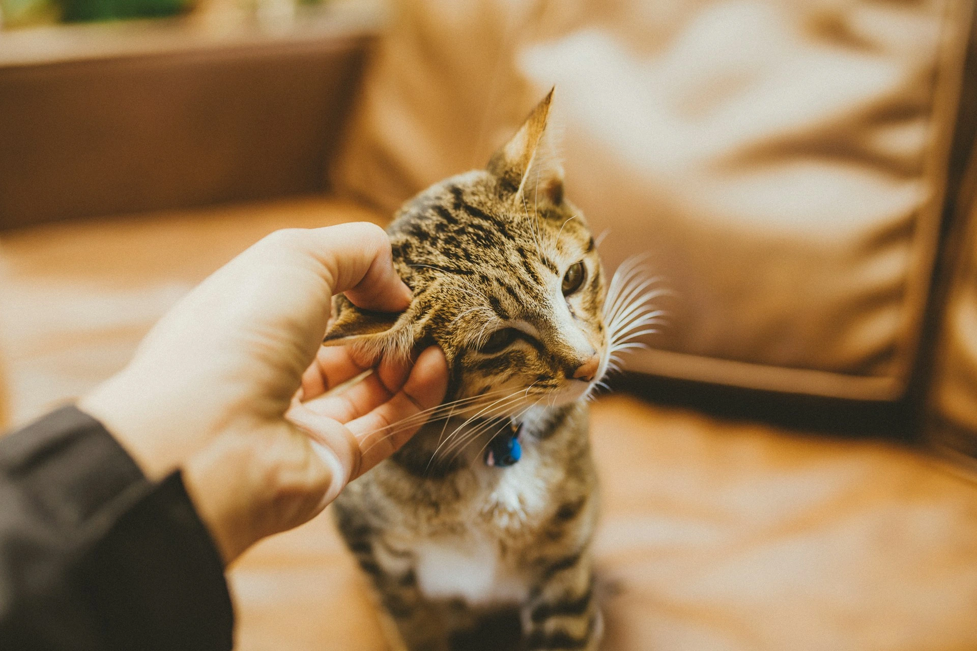 A person scratches a tabby cat sitting on a tan leather sofa.
