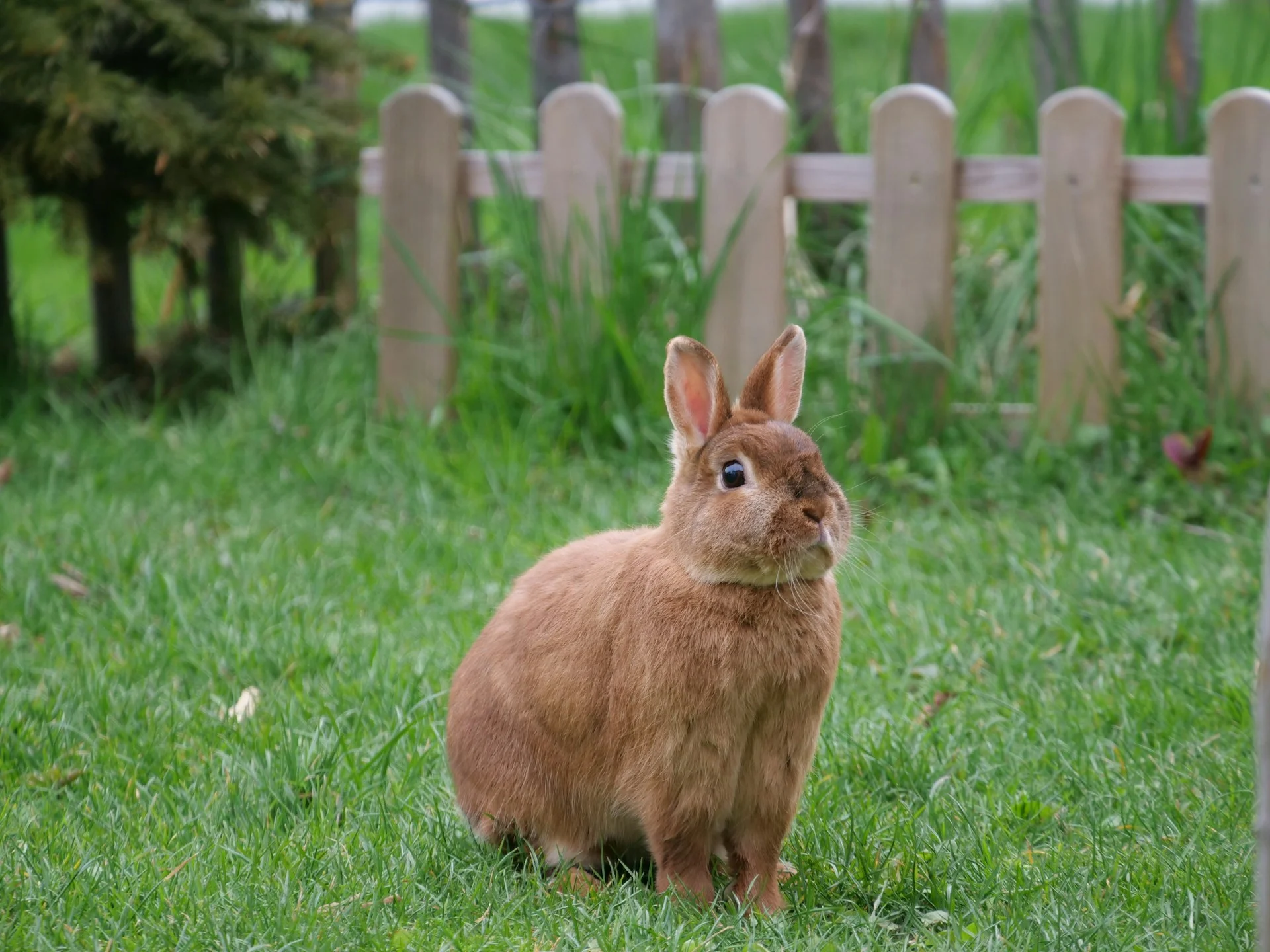 A brown rabbit sits on a green lawn.