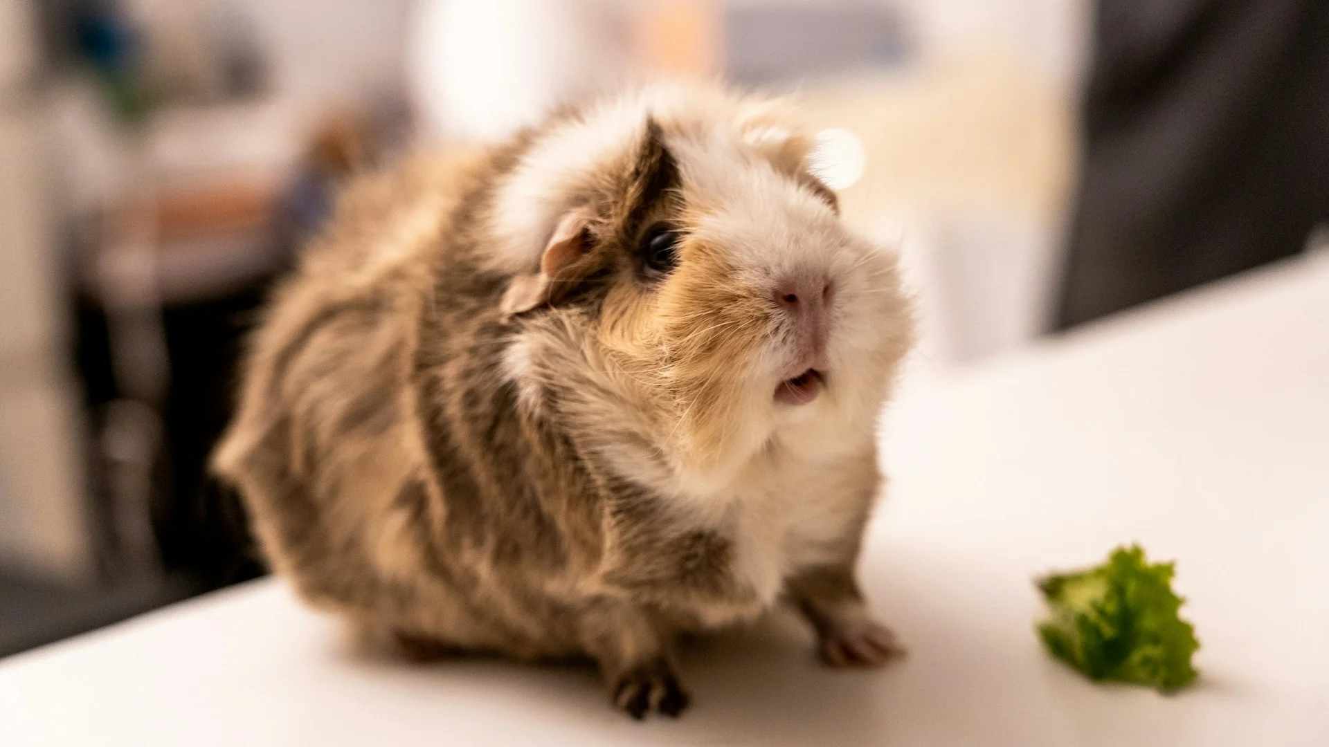 A guinea pig sits on a white surface with a small piece of green lettuce nearby.